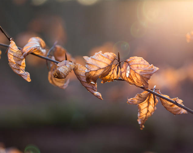 Baum- / Waldbestattung